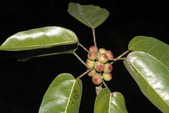 Ficus virens